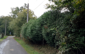 Taille de haie de thuya avant travail effectué à Saint-Sulpice-la-Forêt
