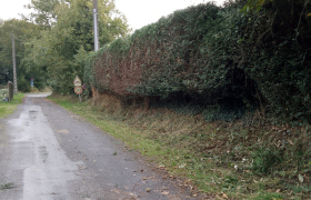 Taille de haie de thuya avant travail effectué à Saint-Sulpice-la-Forêt