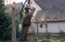 Démontage abattage d'un cerisier mort travail effectué à Noyal-Châtillon