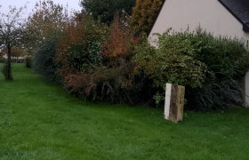 Taille de haie avant après travaux effectués la Mézière