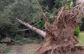 Arbre tombé avec la tempête avant après travaux réalisés Rennes