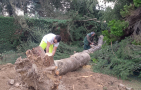 Arbre tombé avec la tempête avant après travaux réalisés Rennes