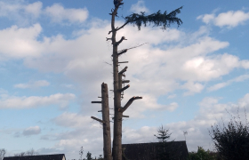Démontage d'un sapin à (Betton) (35) avant après 