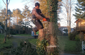 Abattage arbre dangereux. Effectuer à (Romillé)(35)