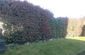 Dégrossir une haie de photinia avant après travail effectué Acigné.