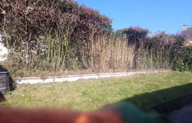 Dégrossir une haie de photinia avant après travail effectué Acigné.